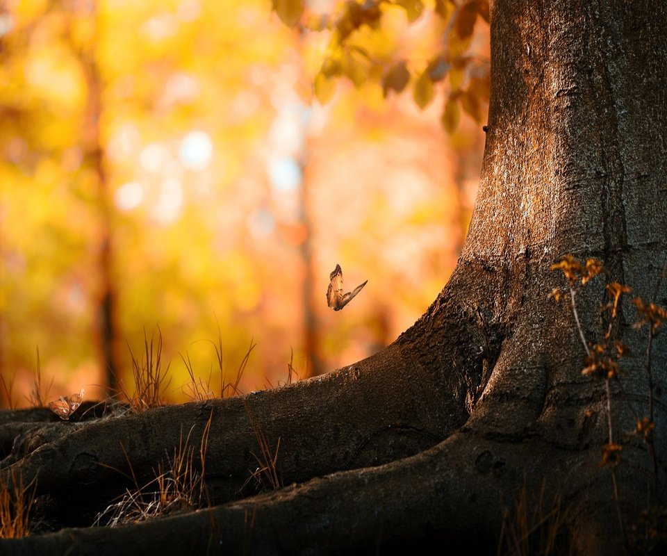 Обои дерево, листья, насекомое, осень, бабочка, корни, tree, leaves, insect, autumn, butterfly, roots разрешение 1920x1200 Загрузить