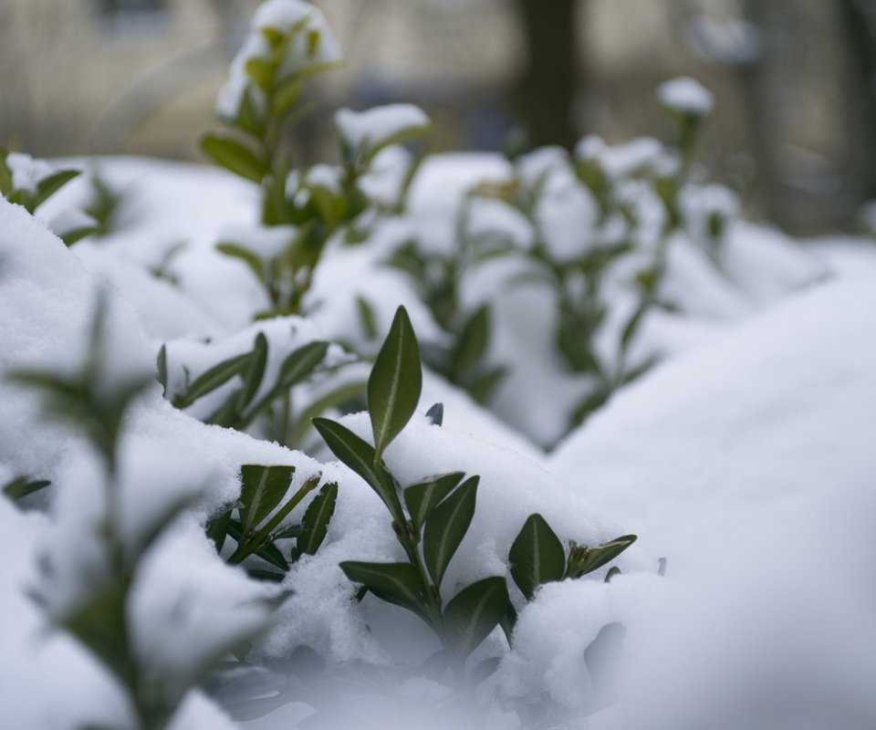 Обои снег, природа, растения, листья, зима, макро, мороз, snow, nature, plants, leaves, winter, macro, frost разрешение 4608x3072 Загрузить