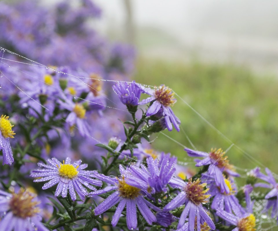 Обои цветы, лето, ромашки, фиолетовые, flowers, summer, chamomile, purple разрешение 4608x3072 Загрузить