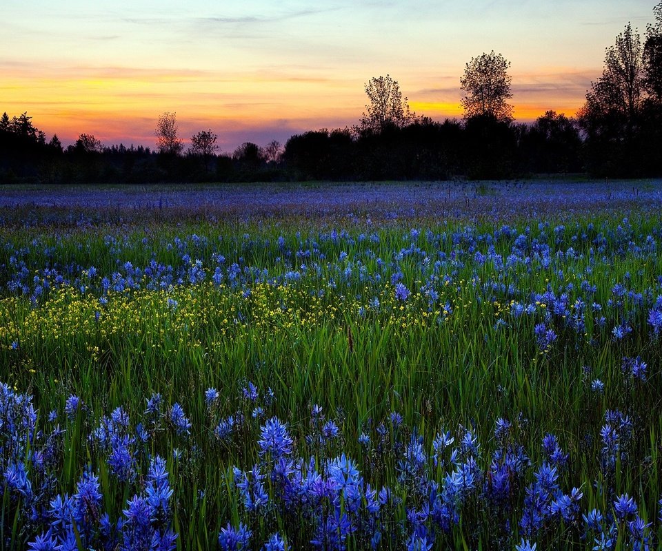 Обои небо, цветы, деревья, природа, зелень, закат, поле, луг, the sky, flowers, trees, nature, greens, sunset, field, meadow разрешение 1920x1200 Загрузить