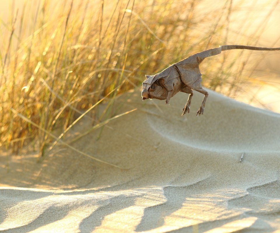 Обои бумага, оригами, животное, jerbo pigmeo de baluchistan, тушканчик, paper, origami, animal, jerboa разрешение 2560x1707 Загрузить