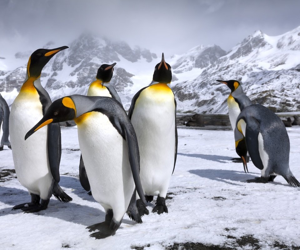 Обои горы, снег, пингвин, пингвины, королевские пингвины, mountains, snow, penguin, penguins, royal penguins разрешение 2500x1667 Загрузить