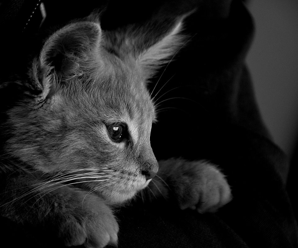 Обои кот, кошка, чёрно-белое, серый, монохромный, cat, black and white, grey, monochrome разрешение 6000x4000 Загрузить