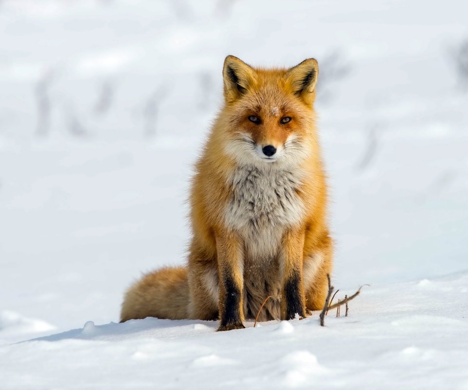 Обои снег, зима, лиса, лисица, snow, winter, fox разрешение 2560x1709 Загрузить