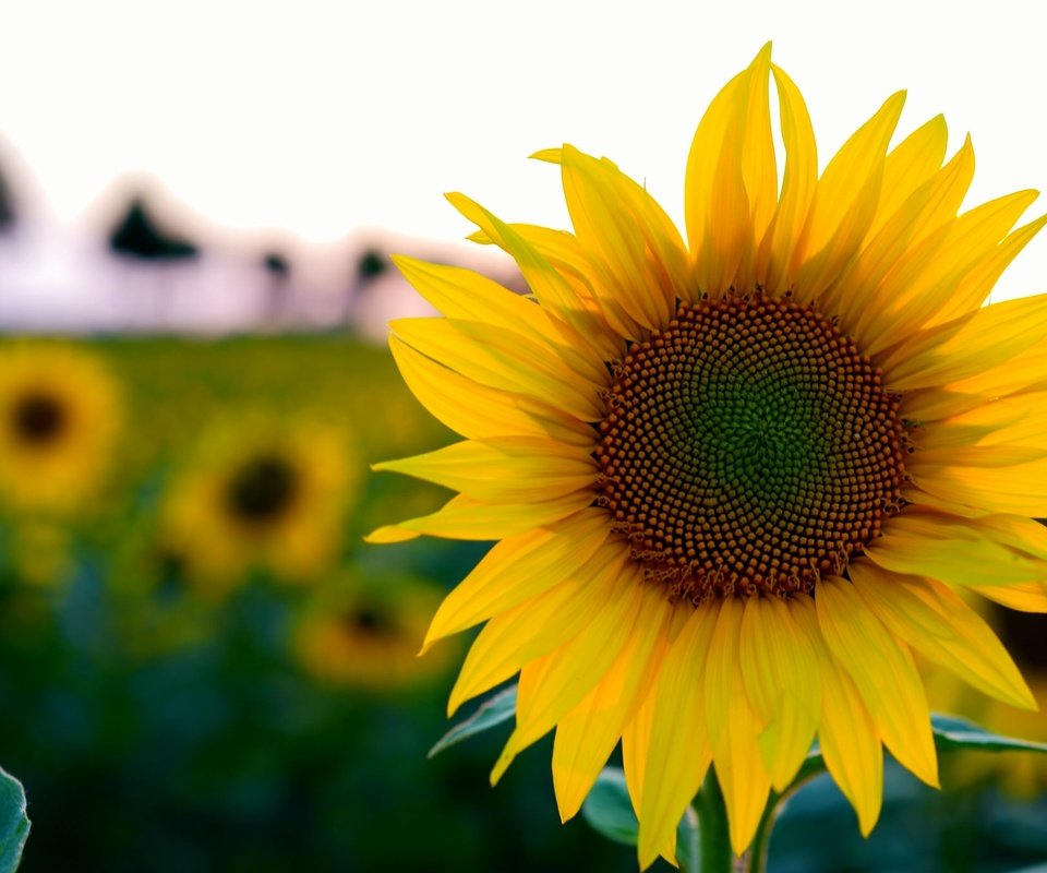 Обои цветы, поле, лето, подсолнух, боке, flowers, field, summer, sunflower, bokeh разрешение 2048x1365 Загрузить