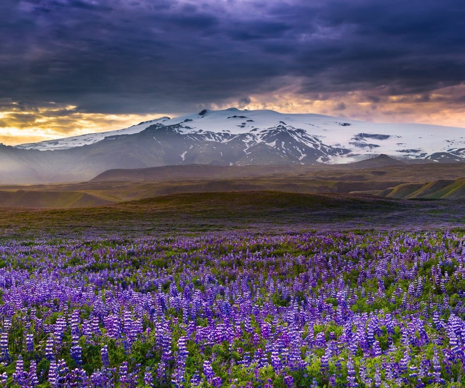 Обои цветы, горы, луг, исландия, люпины, rangarvallasysla, flowers, mountains, meadow, iceland, lupins разрешение 2048x1338 Загрузить