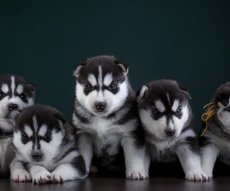 Обои хаски, щенки, собаки, квинтет, husky, puppies, dogs, quintet разрешение 3000x1778 Загрузить