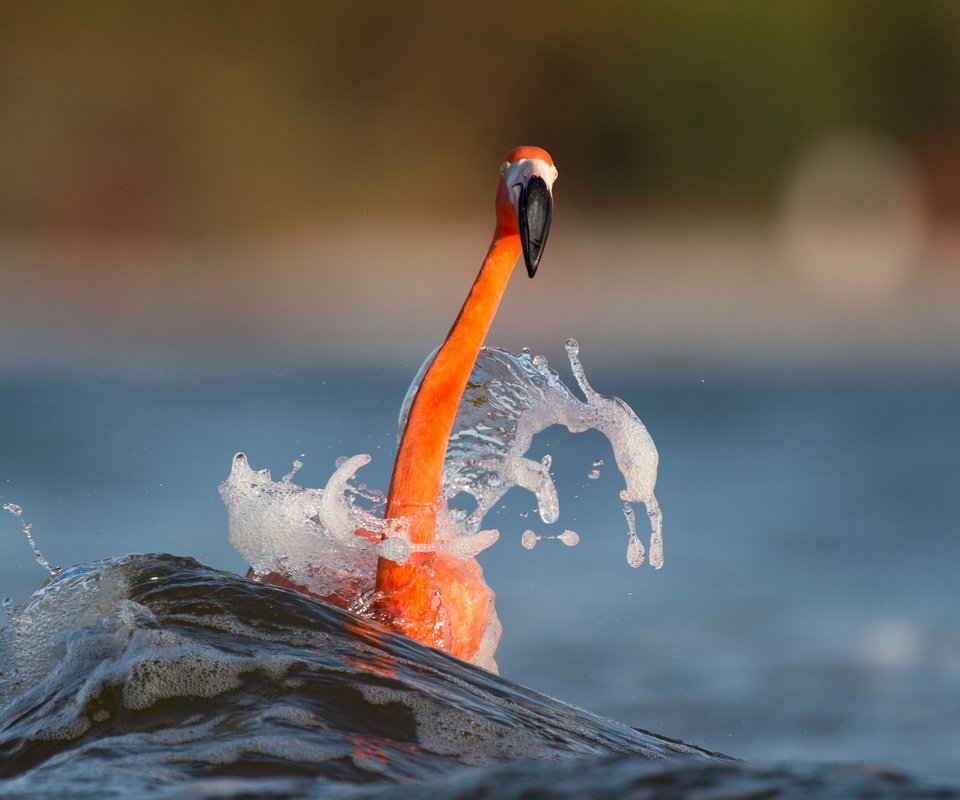 Обои вода, море, фламинго, размытость, птица, животное, шея, ray hennessy, water, sea, flamingo, blur, bird, animal, neck разрешение 3009x2003 Загрузить