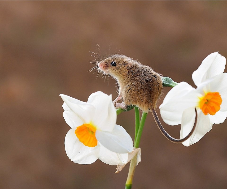 Обои фон, цветок, мышь, нарцисс, мышка, грызун, harvest mouse, мышь-малютка, background, flower, mouse, narcissus, rodent, the mouse is tiny разрешение 1920x1226 Загрузить
