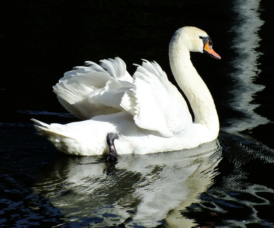 Обои вода, отражение, птица, лебедь, water, reflection, bird, swan разрешение 2400x1600 Загрузить