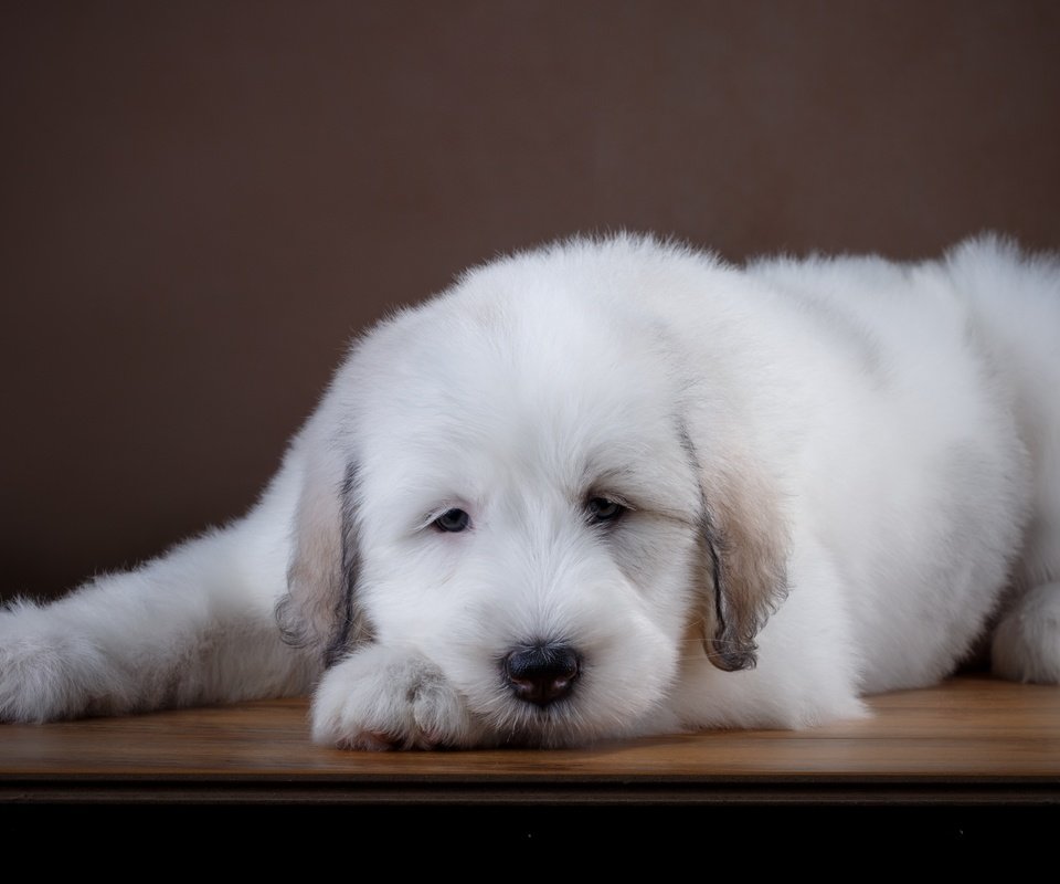 Обои белый, собака, щенок, лабрадор, ретривер, white, dog, puppy, labrador, retriever разрешение 3300x2173 Загрузить