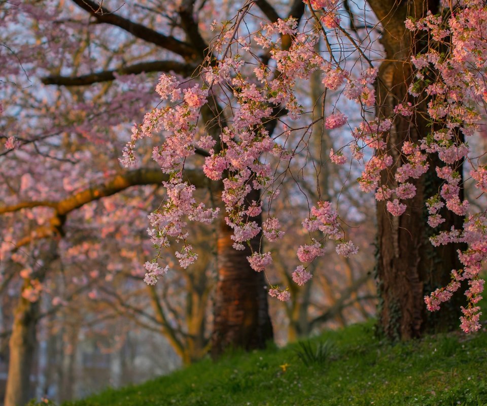 Обои деревья, цветение, ветки, весна, сакура, trees, flowering, branches, spring, sakura разрешение 3600x2473 Загрузить