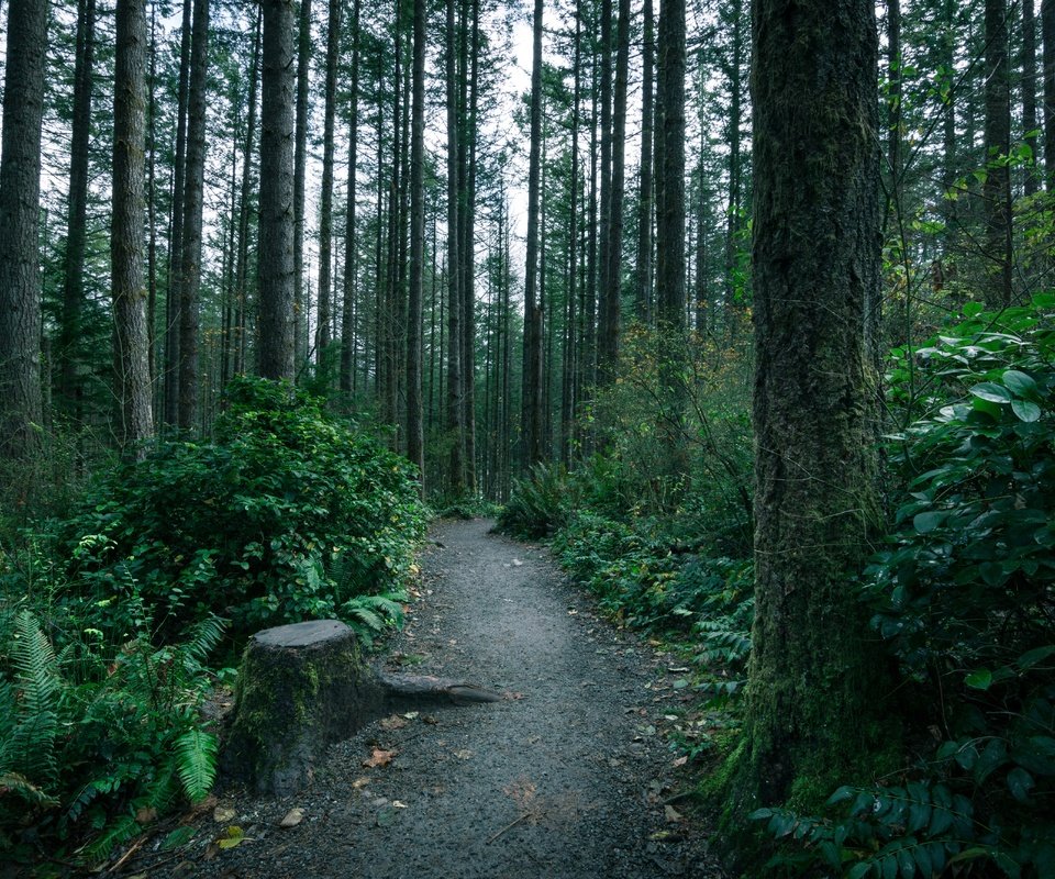 Обои деревья, лес, тропинка, тропа, мох, папоротник, чаща, trees, forest, path, trail, moss, fern, thicket разрешение 5196x3464 Загрузить