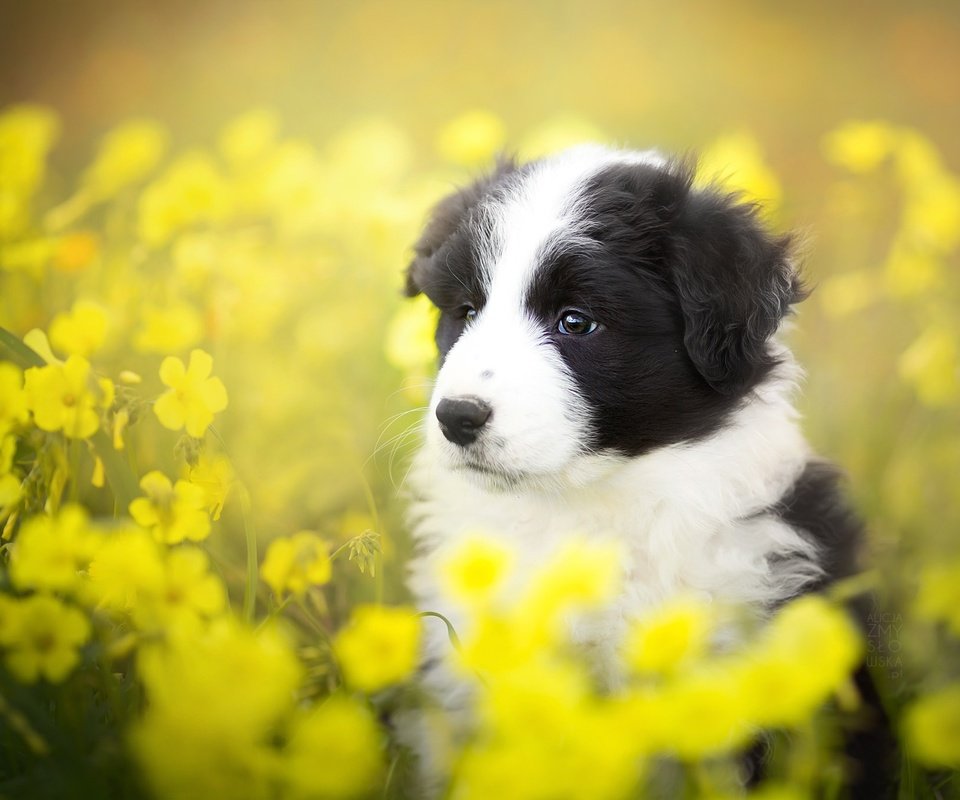 Обои цветы, лето, собака, щенок, бордер-колли, alicja zmysłowska, flowers, summer, dog, puppy, the border collie разрешение 2048x1365 Загрузить