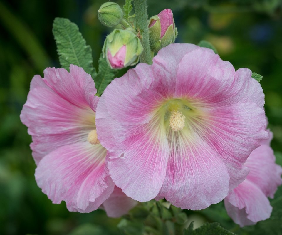 Обои цветы, макро, розовые, мальва, flowers, macro, pink, mallow разрешение 2048x1372 Загрузить