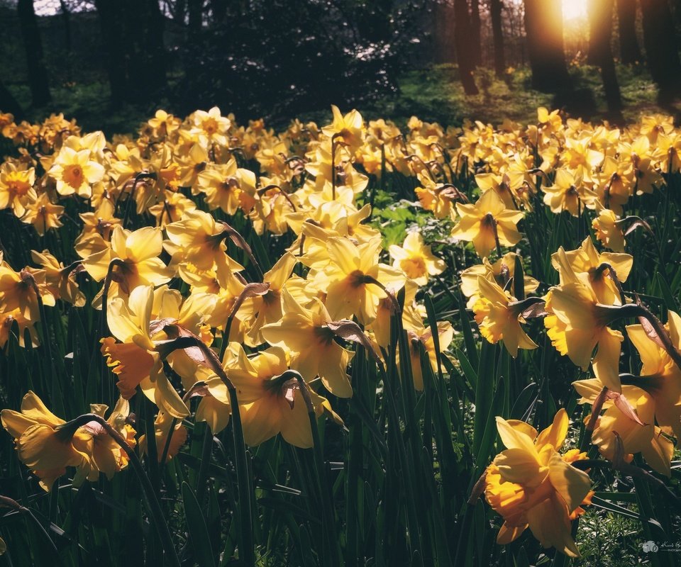Обои свет, цветы, весна, стебли, нарциссы, желтые, light, flowers, spring, stems, daffodils, yellow разрешение 2048x1394 Загрузить
