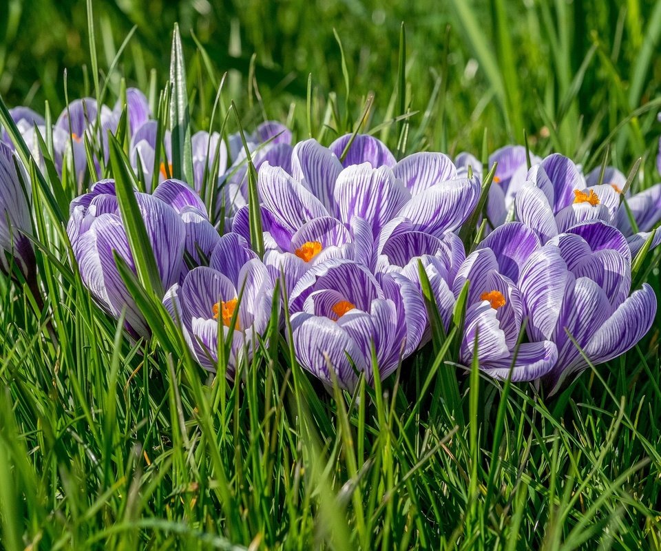 Обои цветы, трава, крокусы, крокус, шафран, flowers, grass, crocuses, krokus, saffron разрешение 2048x1366 Загрузить