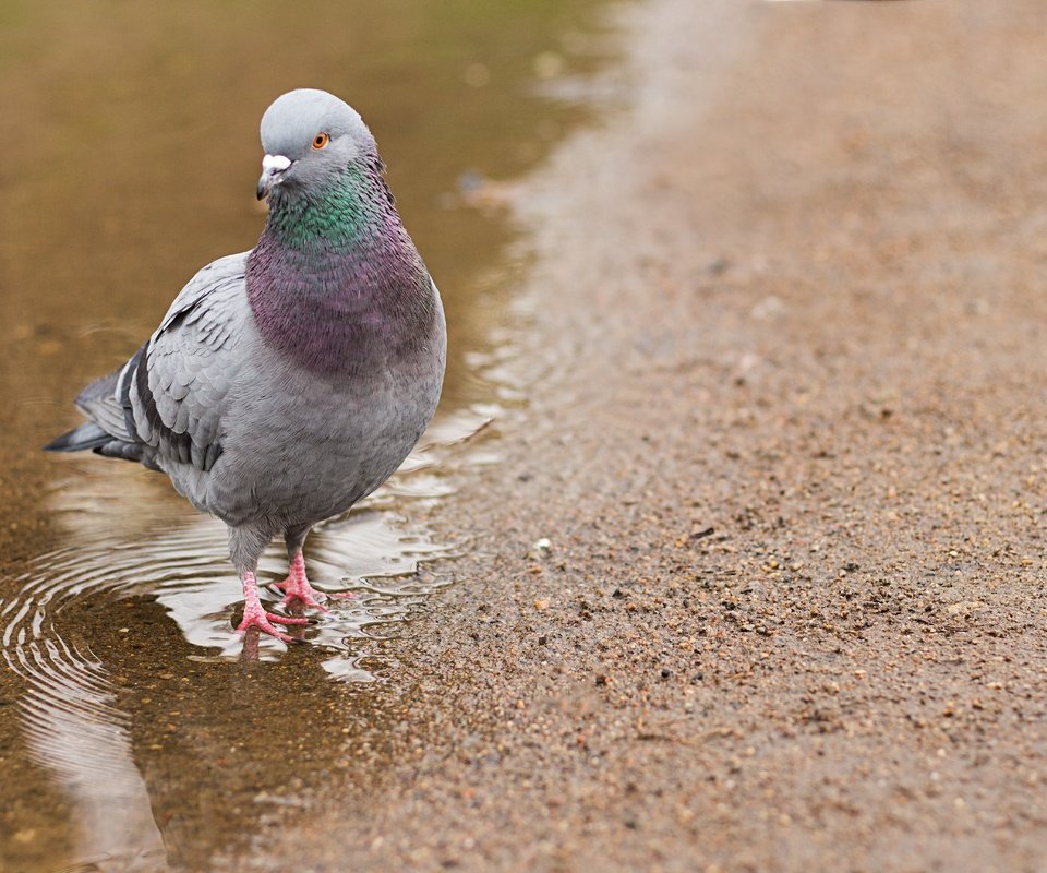 Обои вода, природа, птица, голубь, лужа, water, nature, bird, dove, puddle разрешение 5184x3456 Загрузить