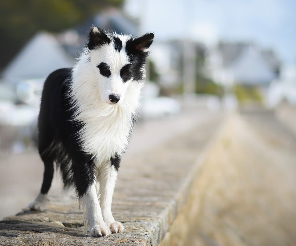 Обои взгляд, собака, друг, бордер-колли, wapi, erell.b, look, dog, each, the border collie разрешение 2047x1306 Загрузить