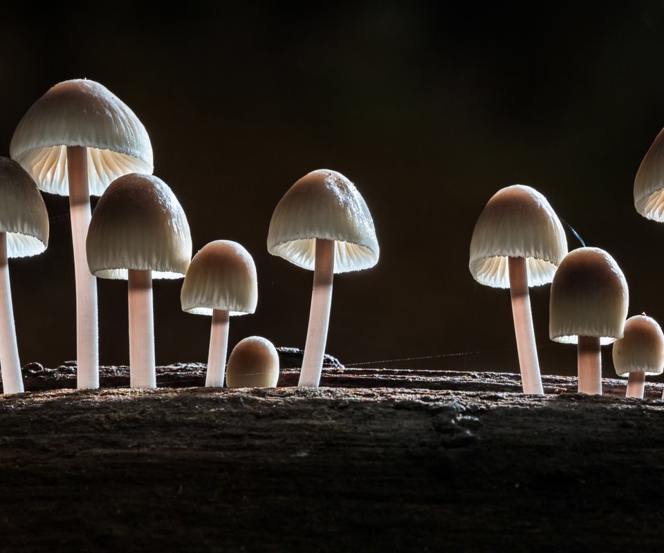 Обои лес, макро, осень, грибы, sophiaspurgin, forest, macro, autumn, mushrooms разрешение 5241x2948 Загрузить