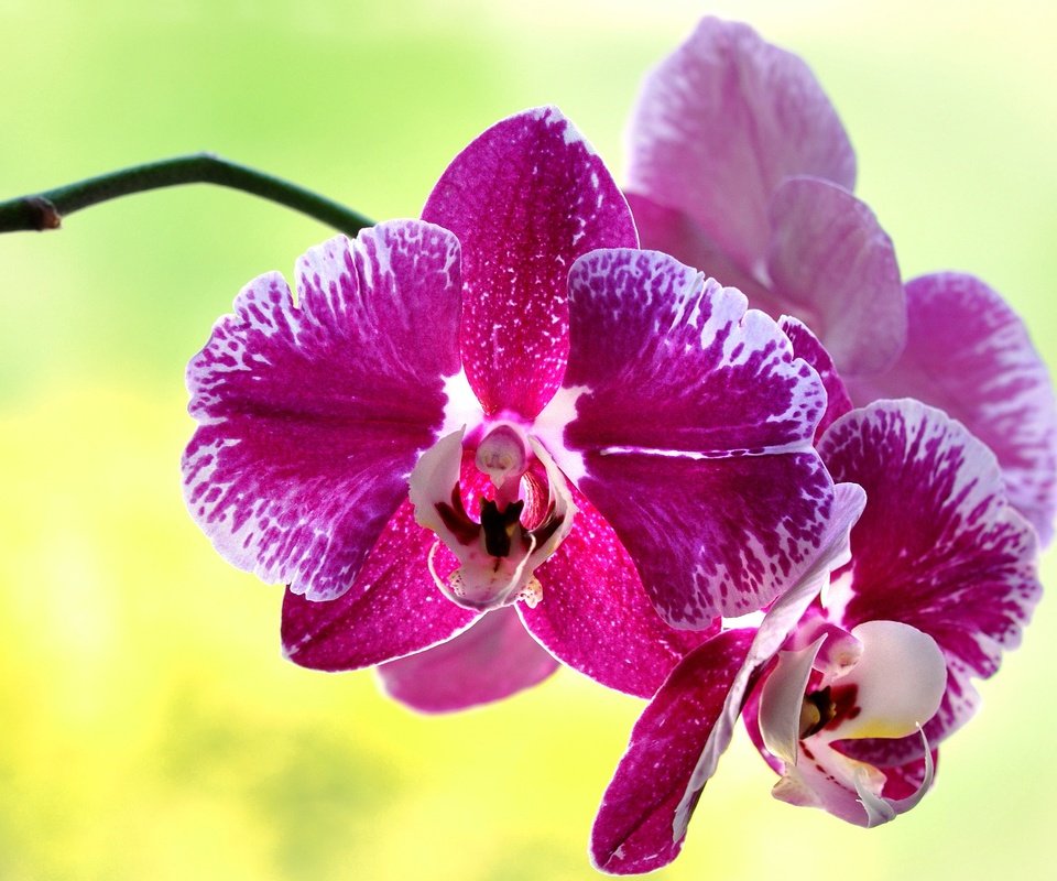 Обои цветок, лепестки, орхидея, flower, petals, orchid разрешение 2880x1839 Загрузить