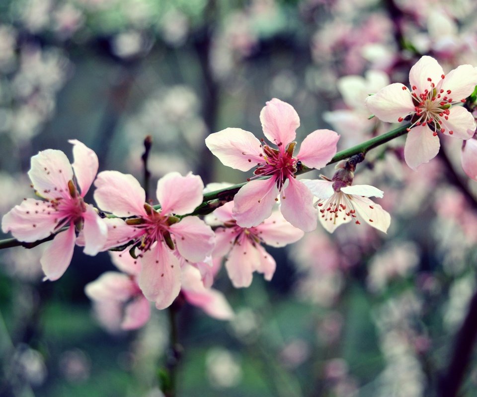 Обои цветы, ветка, дерево, цветение, макро, весна, розовый, вишня, flowers, branch, tree, flowering, macro, spring, pink, cherry разрешение 2449x1632 Загрузить