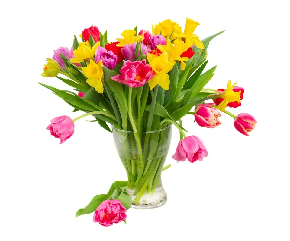 Обои цветы, нарциссы, вода, желтые, разноцветные, фиолетовые, красные, тюльпаны, розовые, белый фон, ваза, flowers, daffodils, water, yellow, colorful, purple, red, tulips, pink, white background, vase разрешение 6400x4000 Загрузить