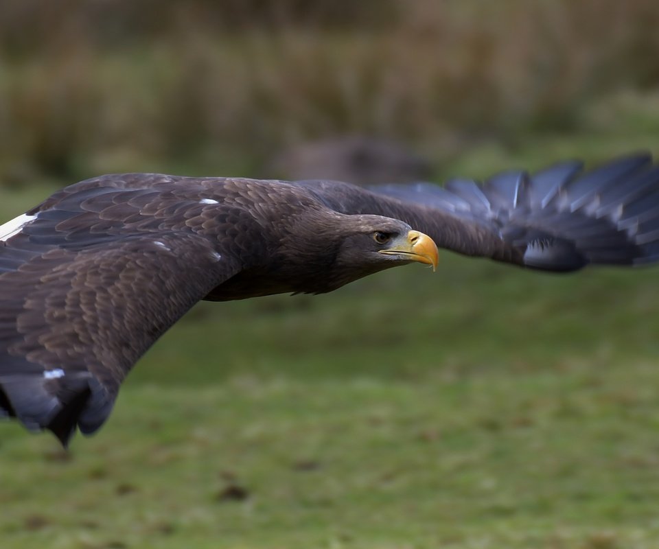 Обои полет, крылья, орел, птица, клюв, перья, орлан-белохвост, flight, wings, eagle, bird, beak, feathers, white-tailed eagle разрешение 5065x2411 Загрузить