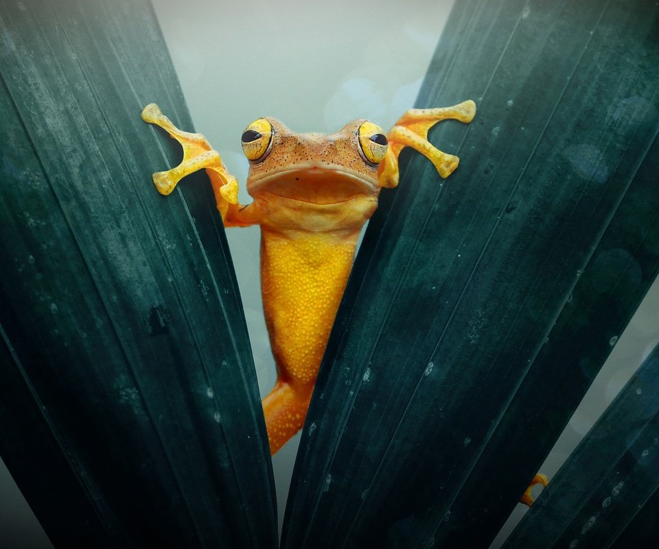 Обои макро, листва, лягушка, жаба, золотая, земноводные, macro, foliage, frog, toad, gold, amphibians разрешение 2048x1360 Загрузить