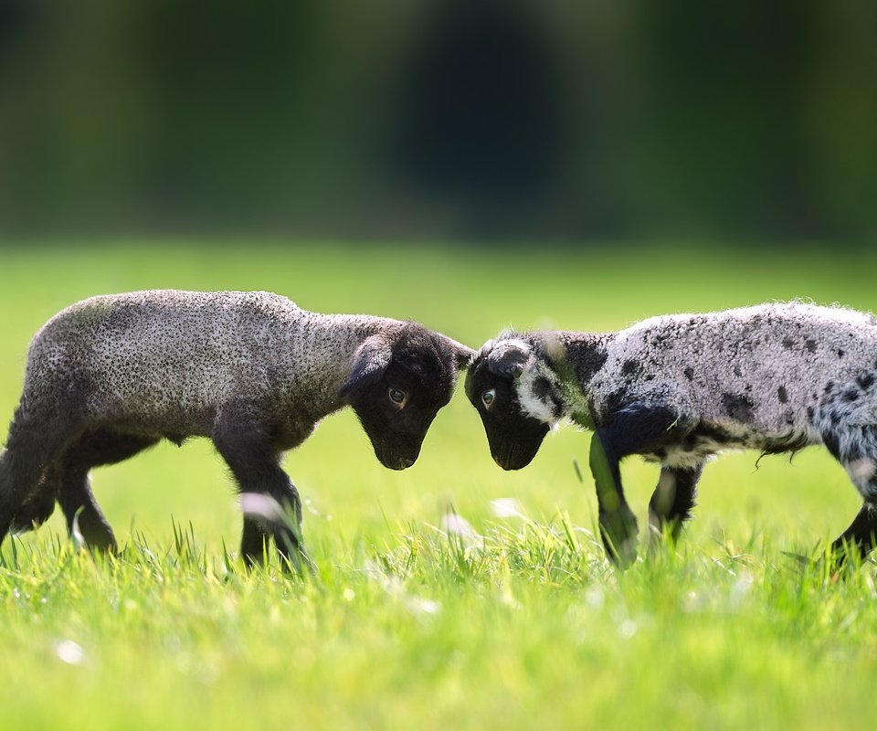 Обои трава, пара, лужайка, баран, овца, барашки, grass, pair, lawn, ram, sheep, lambs разрешение 2048x1365 Загрузить