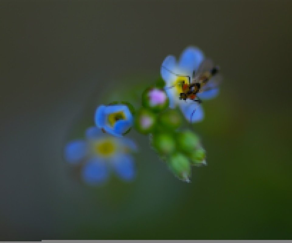 Обои природа, насекомое, фон, цветок, лепестки, незабудка, nature, insect, background, flower, petals, forget-me-not разрешение 2048x1361 Загрузить