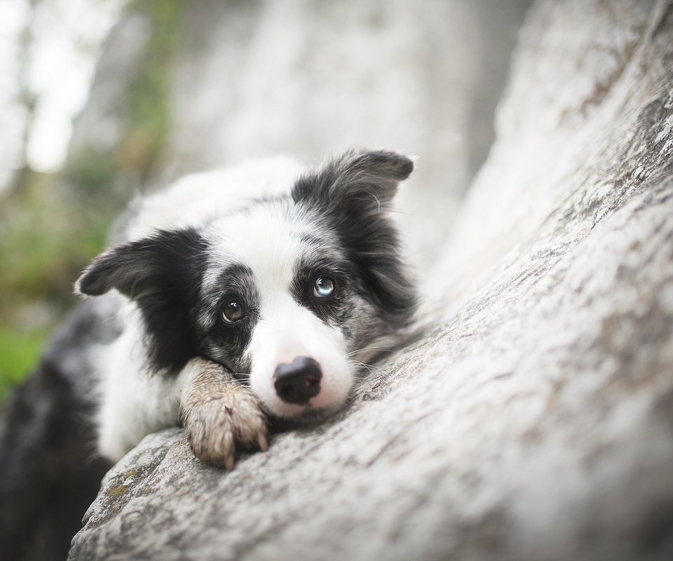 Обои взгляд, собака, друг, бордер-колли, alicja zmysłowska, zoe ♥, look, dog, each, the border collie разрешение 2048x1365 Загрузить