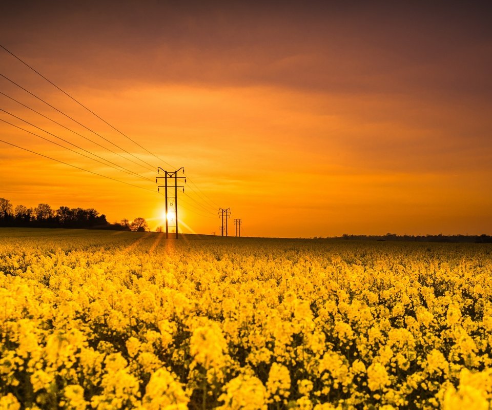 Обои цветы, солнце, природа, закат, поле, лэп, рапс, flowers, the sun, nature, sunset, field, power lines, rape разрешение 2626x1440 Загрузить