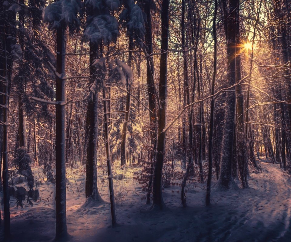 Обои деревья, снег, лес, зима, лучи солнца, trees, snow, forest, winter, the rays of the sun разрешение 2560x1600 Загрузить