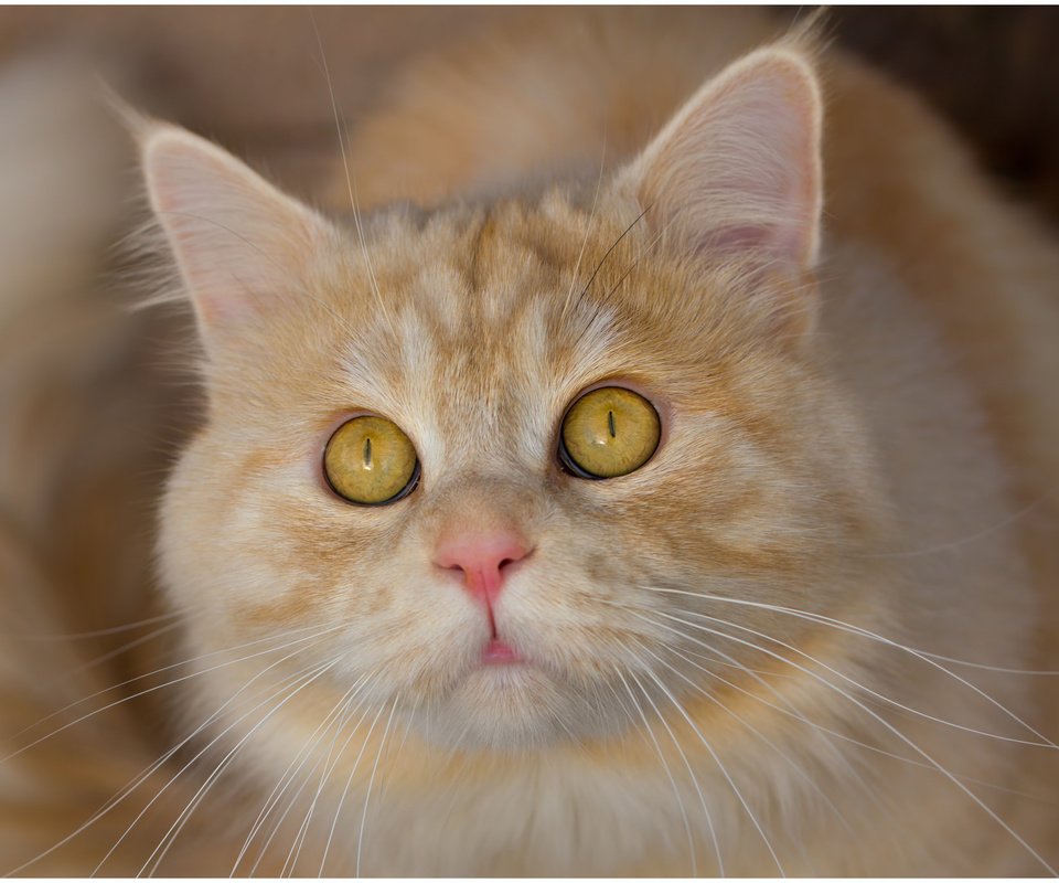 Обои глаза, морда, кот, усы, кошка, взгляд, eyes, face, cat, mustache, look разрешение 2048x1370 Загрузить