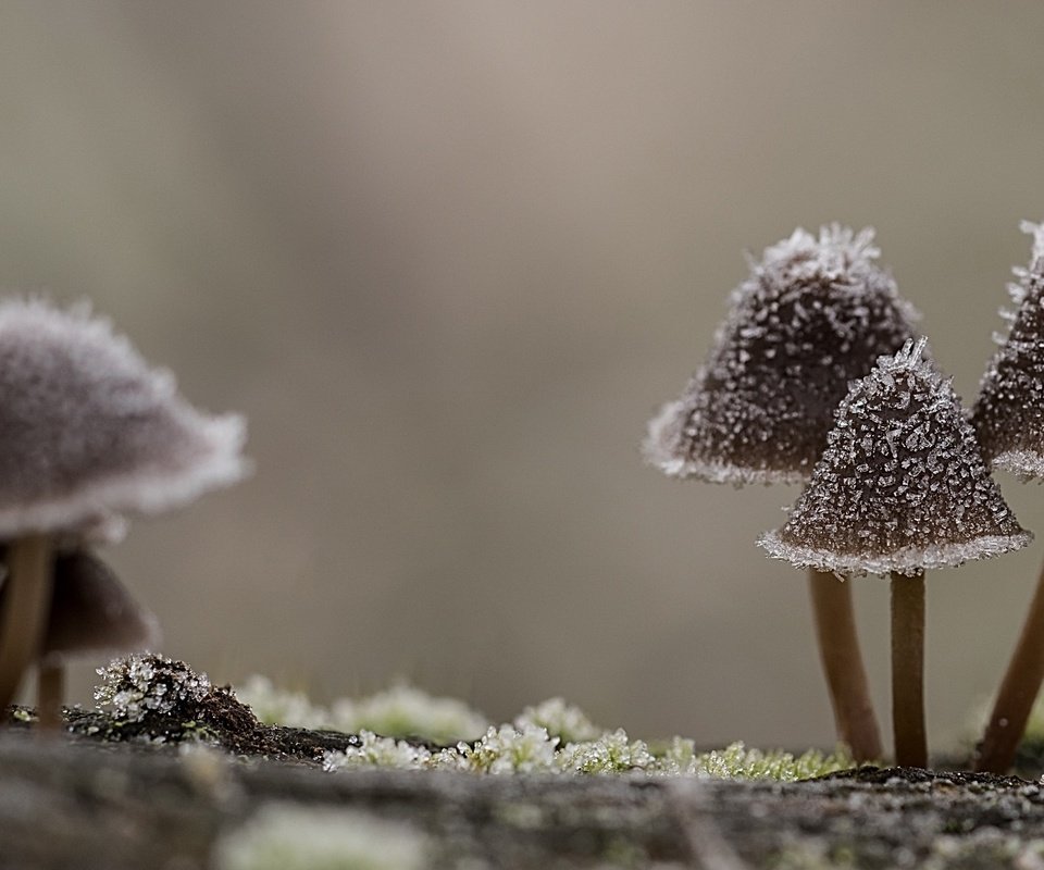 Обои природа, макро, иней, грибы, шляпки, nature, macro, frost, mushrooms, hats разрешение 2560x1440 Загрузить