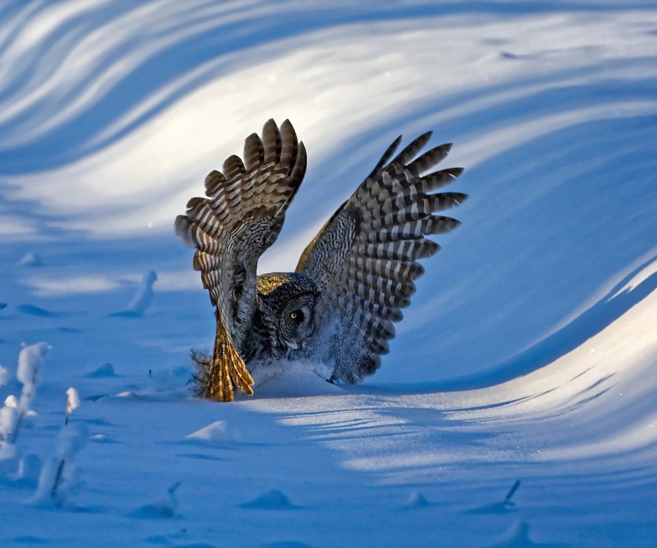 Обои сова, снег, зима, крылья, птица, перья, бородатая неясыть, неясыть, owl, snow, winter, wings, bird, feathers, great grey owl разрешение 2048x1365 Загрузить