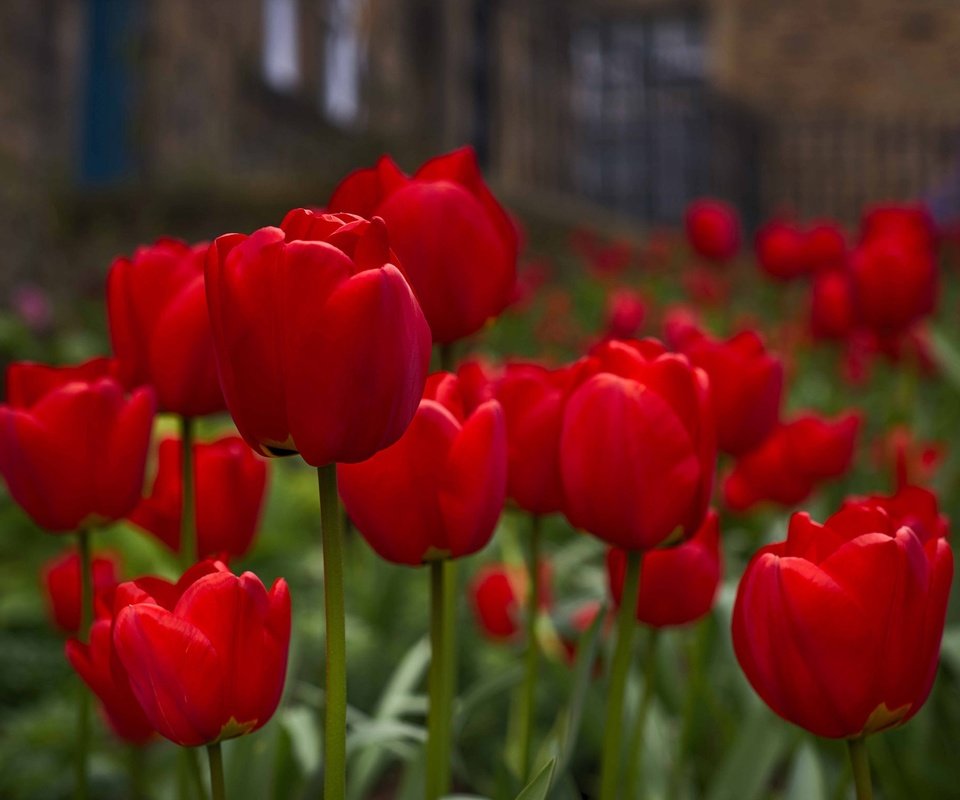 Обои цветы, бутоны, весна, тюльпаны, красные тюльпаны, flowers, buds, spring, tulips, red tulips разрешение 2048x1538 Загрузить