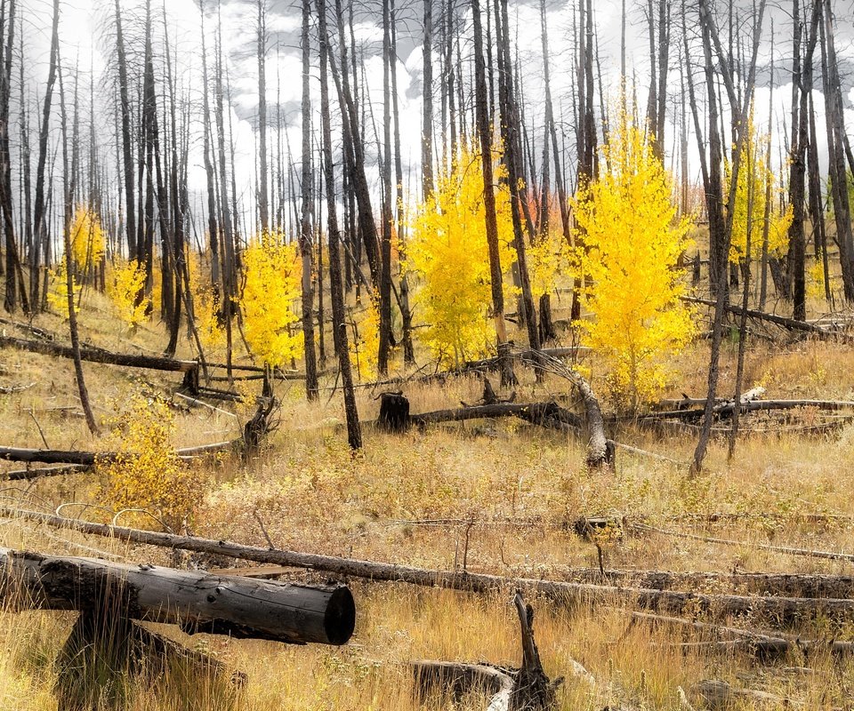 Обои лес, склон, осень, сша, колорадо, аспен, forest, slope, autumn, usa, colorado, aspen разрешение 3144x1600 Загрузить