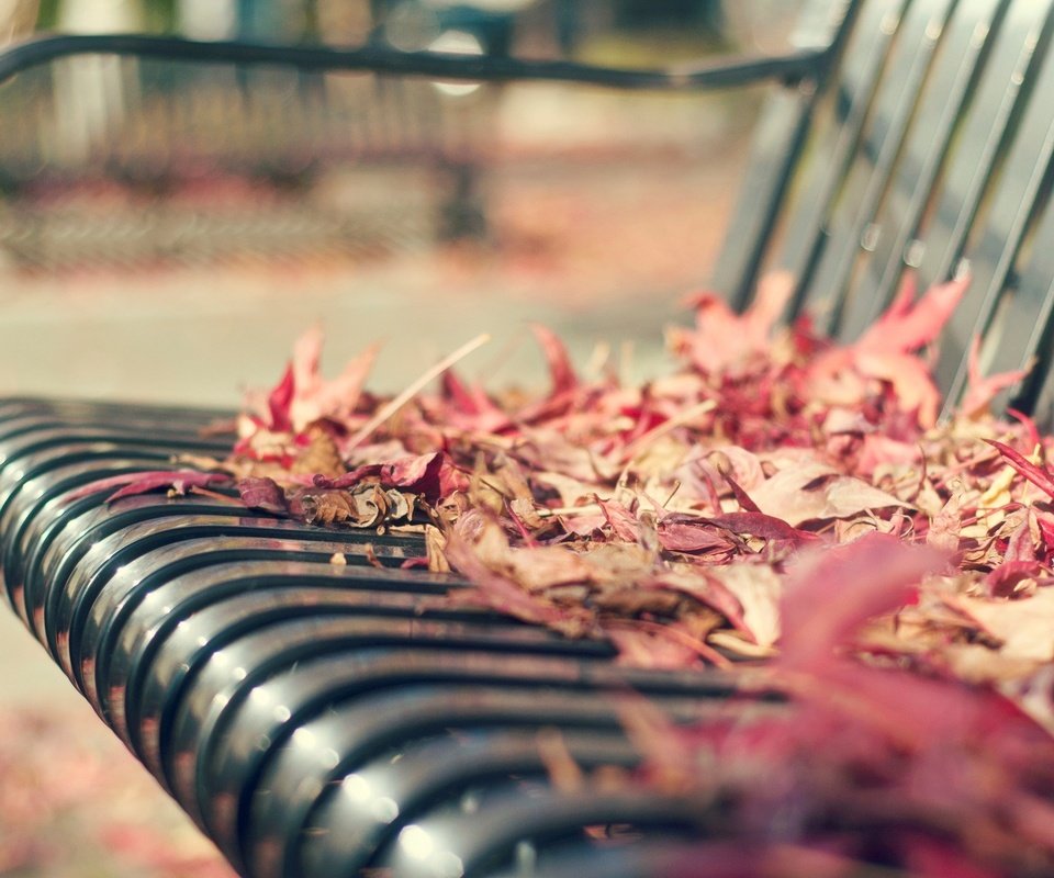 Обои листья, макро, осень, скамейка, листопад, leaves, macro, autumn, bench, falling leaves разрешение 1920x1200 Загрузить