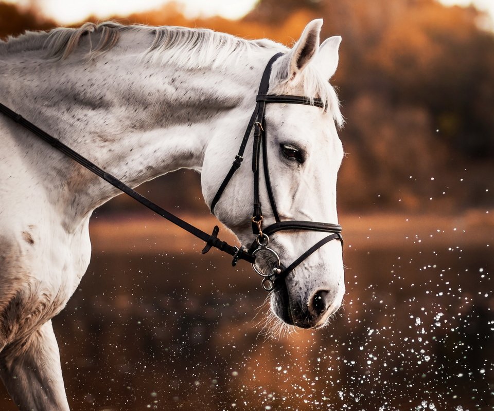 Обои лошадь, природа, брызги, профиль, конь, белая, horse, nature, squirt, profile, white разрешение 2560x1707 Загрузить