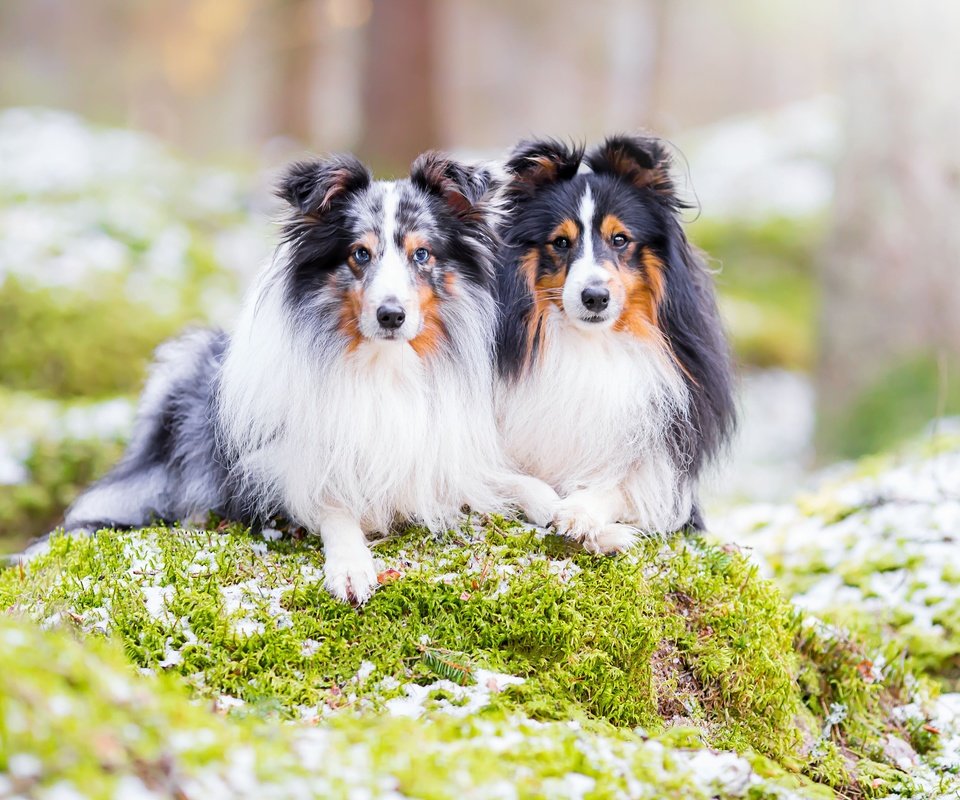 Обои природа, парочка, собаки, шелти, шетландская овчарка, nature, a couple, dogs, sheltie, shetland sheepdog разрешение 3600x2400 Загрузить