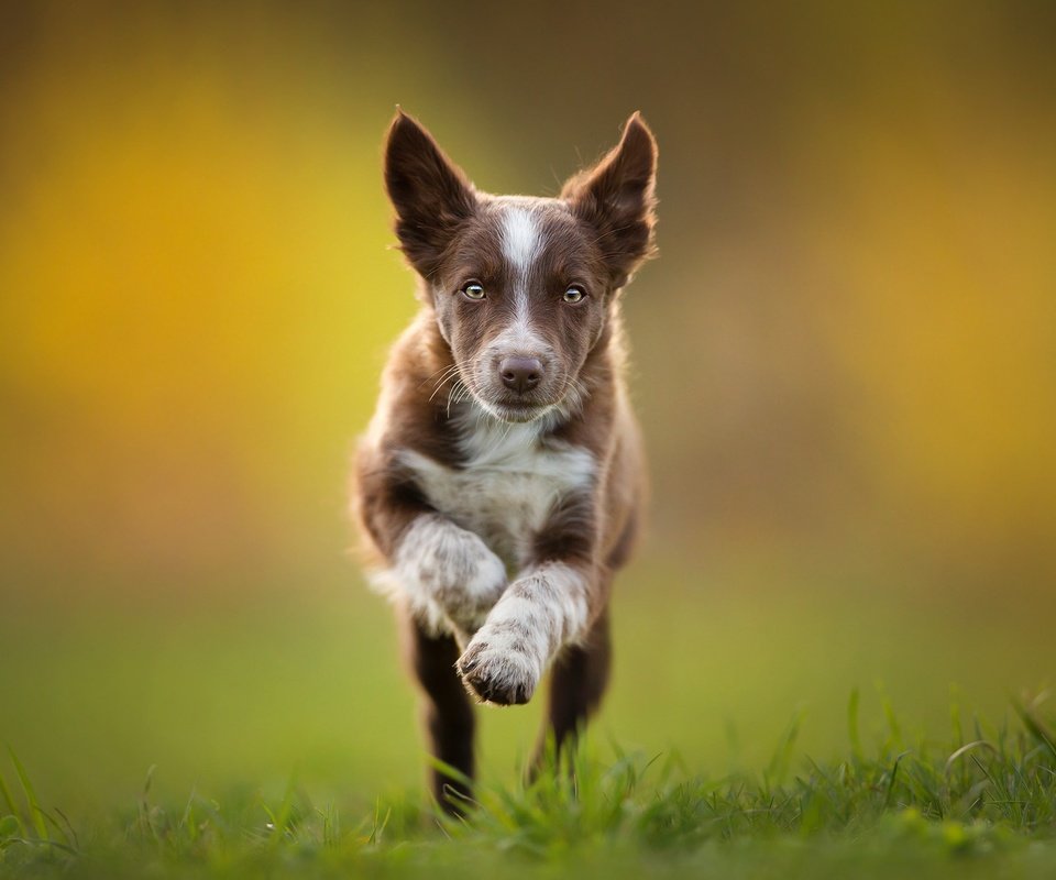 Обои щенок, бег, коричневый, бордер-колли, tissaia, puppy, running, brown, the border collie разрешение 2048x1365 Загрузить