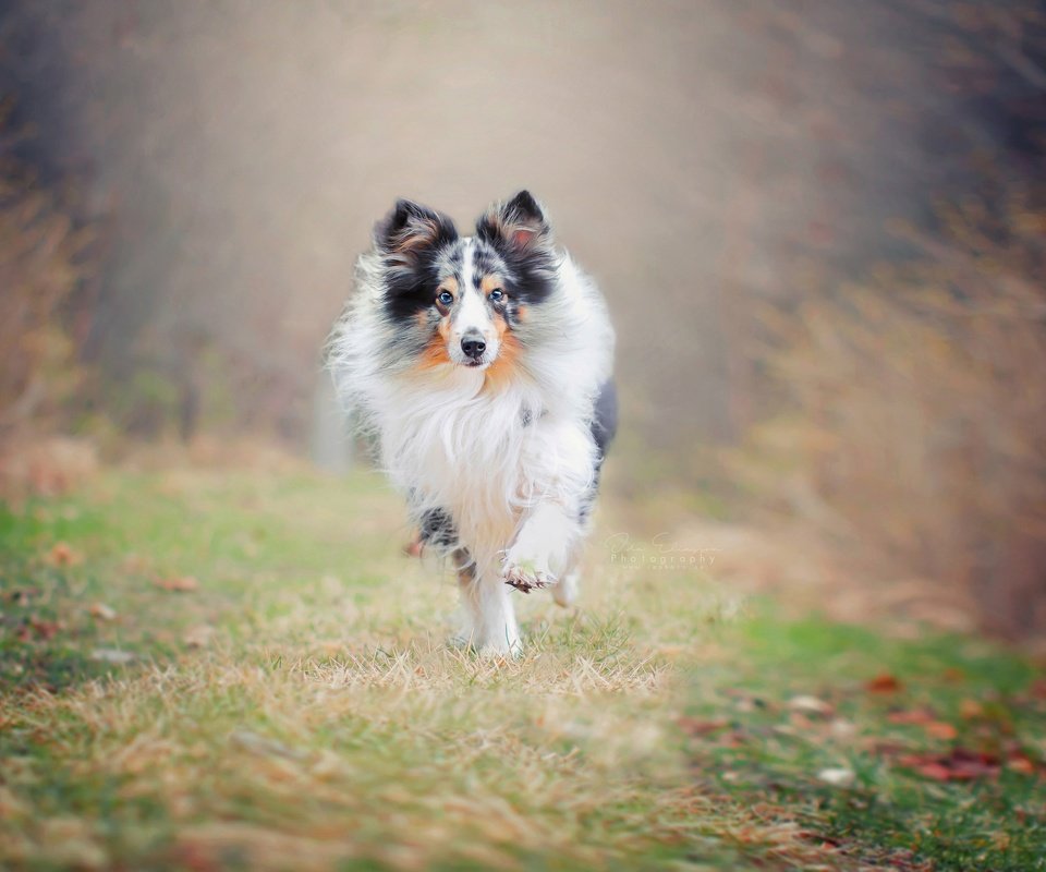 Обои природа, фон, собака, друг, бег, колли, nature, background, dog, each, running, collie разрешение 2560x1707 Загрузить