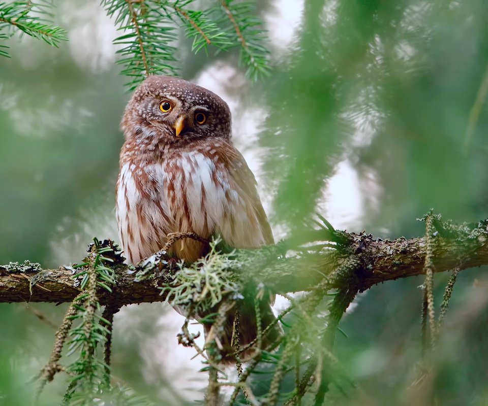 Обои сова, ветки, взгляд, птица, owl, branches, look, bird разрешение 2500x1563 Загрузить