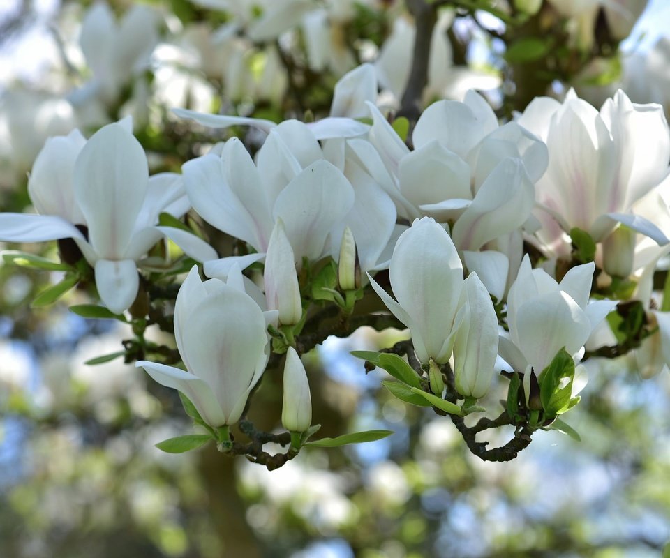 Обои цветение, весна, белая, магнолия, flowering, spring, white, magnolia разрешение 2048x1367 Загрузить