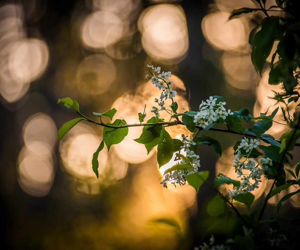 Обои ветка, дерево, цветение, листья, весна, черемуха, branch, tree, flowering, leaves, spring, cherry разрешение 2560x1708 Загрузить