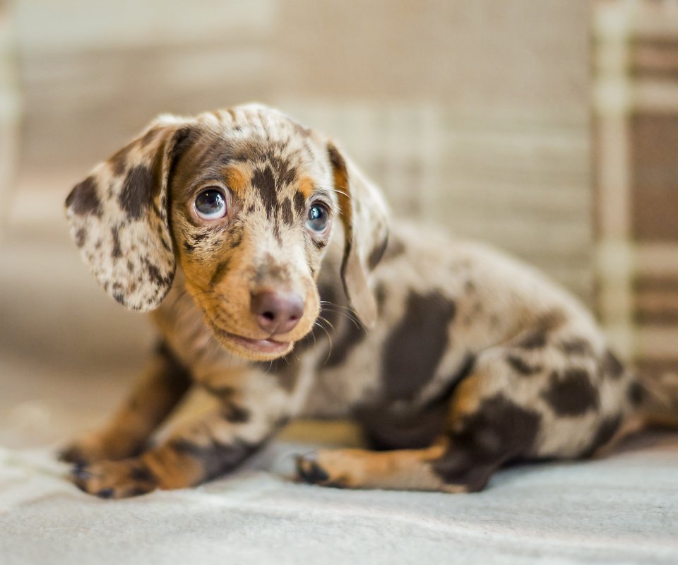 Обои глаза, мордочка, взгляд, собака, щенок, такса, eyes, muzzle, look, dog, puppy, dachshund разрешение 5110x3407 Загрузить