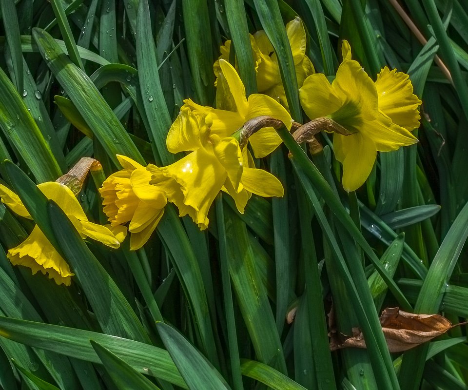 Обои цветы, весна, нарциссы, желтые, jazzmatica, flowers, spring, daffodils, yellow разрешение 2962x2066 Загрузить