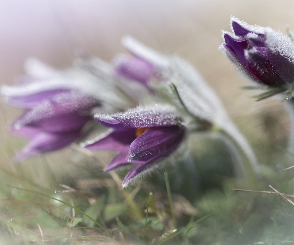 Обои цветы, трава, весна, анемон, сон-трава, прострел, flowers, grass, spring, anemone, sleep-grass, cross разрешение 2048x1365 Загрузить